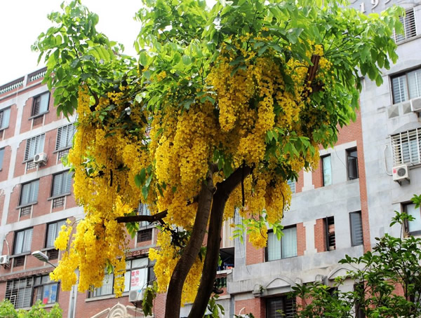腊肠树果的食用禁忌，腊肠树果实有副作用吗