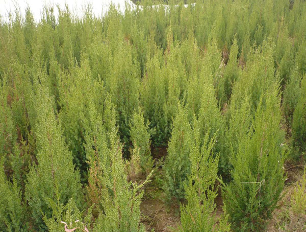 塔柏图片-形态特征-生长环境-分布范围以及主要价值