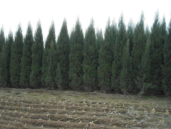 桧柏与塔柏有什么区别？