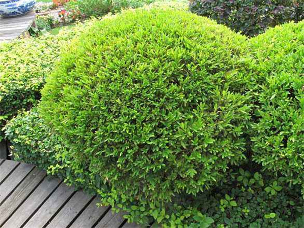 为什么雀舌黄杨总是掉叶子？