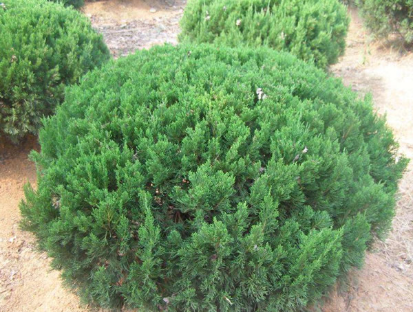 龙柏与塔柏的区别有哪些？