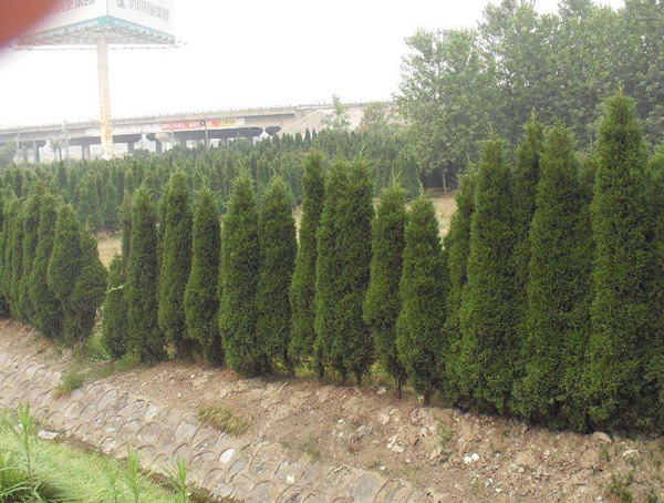 塔柏在园林中的作用有哪些？