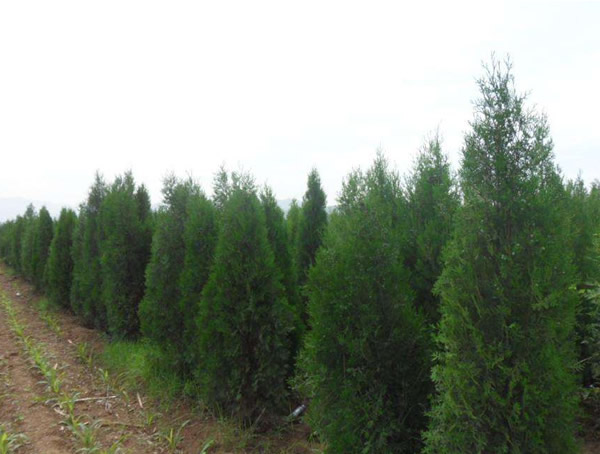 塔柏的生长习性有哪些？