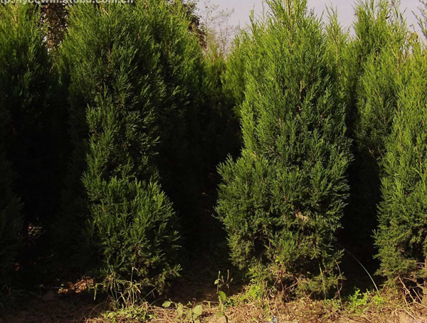 栽种的塔柏多久开始生根？