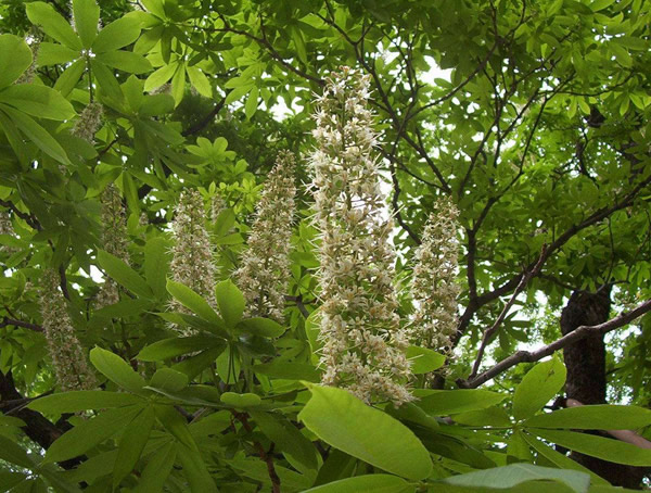 娑罗树图片-形态特征-产地生境-生长习性-主要价值以及植物文化