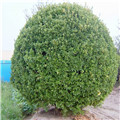大叶黄杨绿化价值好吗？