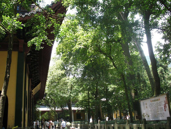 娑罗树的神话传说是什么？