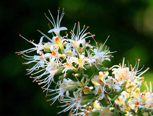 娑罗树的果子有什么用途？