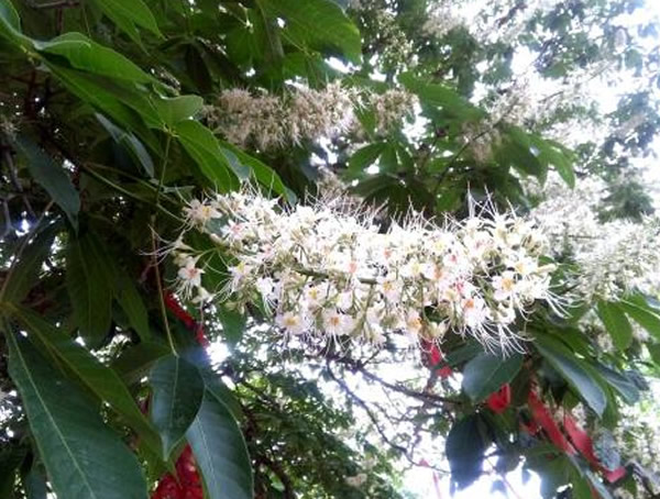 娑罗树的地理分布有哪些？