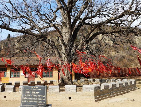 婆罗树的寓意象征着什么？