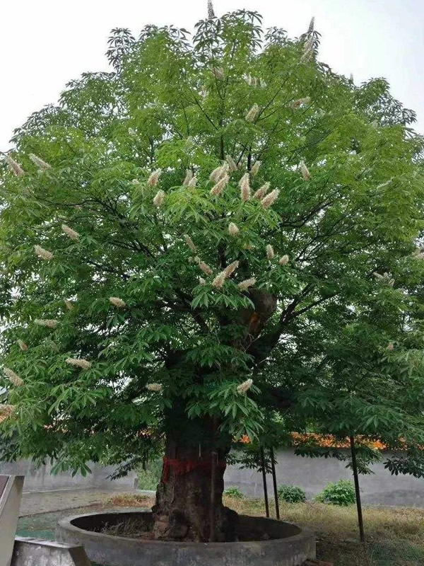 娑罗树什么时候开花？