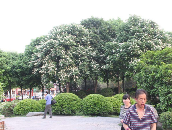 婆罗树的叶子能食用吗？