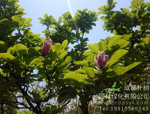 紫玉兰可以嫁接什么树？