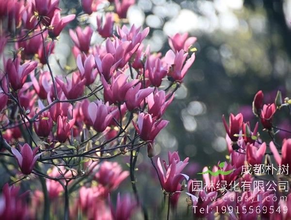 紫玉兰的生活习性有哪些？