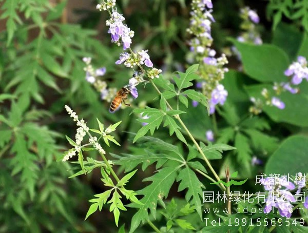 荆条图片-形态特征-生长环境-分布范围以及主要价值