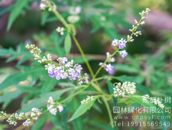 荆条的形态特征有哪些？