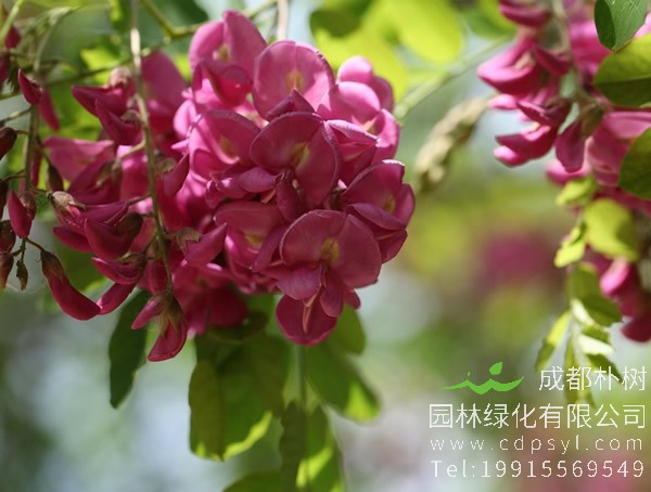 香花槐图片-形态特征-产地生境以及主要价值