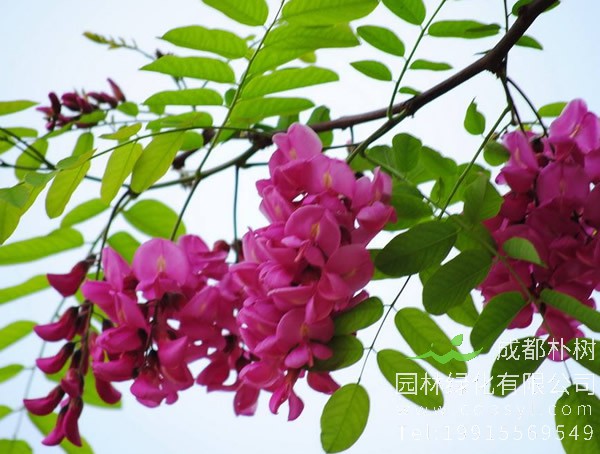 香花槐图片-形态特征-产地生境以及主要价值