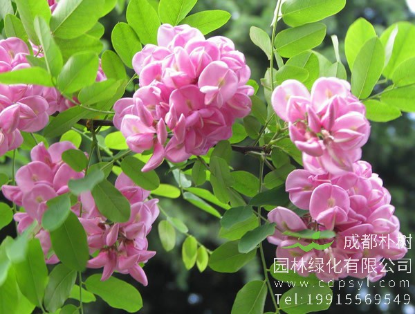 香花槐的花能吃吗？