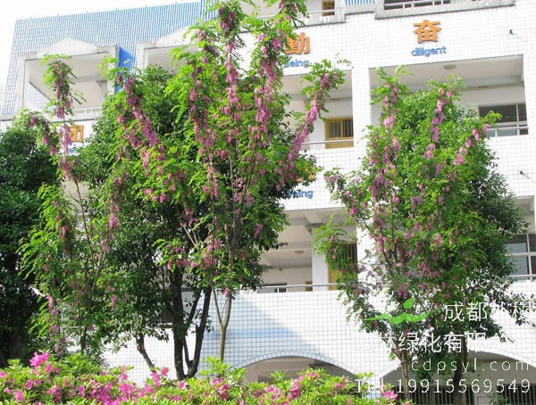 香花槐的花能吃吗？