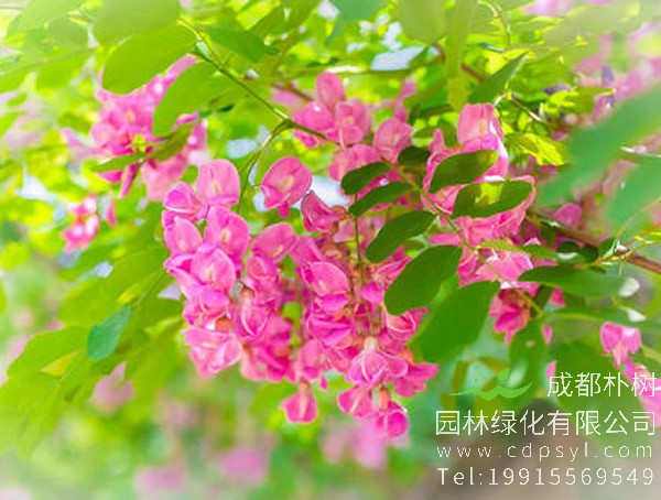 香花槐和红花槐有什么区别？