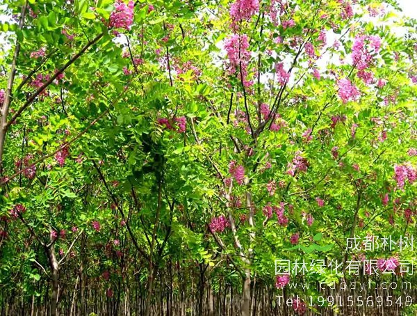 种植香花槐的方法介绍，怎么种植香花槐？