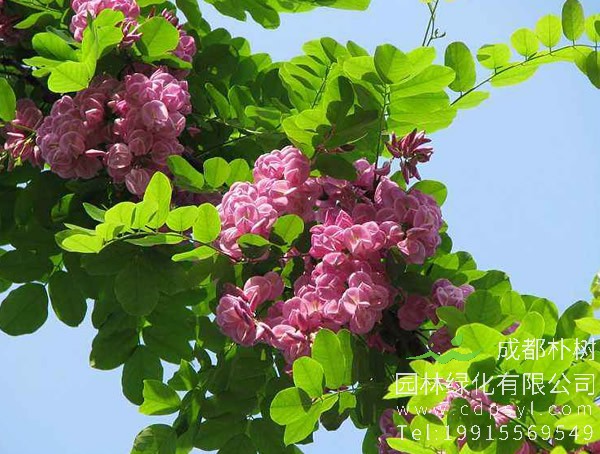 种植香花槐的方法介绍，怎么种植香花槐？