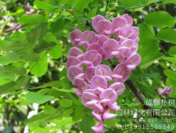 香花槐在什么时候开花？
