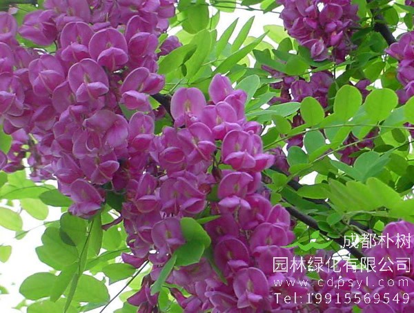 香花槐有什么价值？