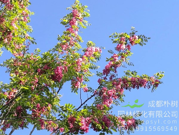 香花槐的黄叶病怎么治？