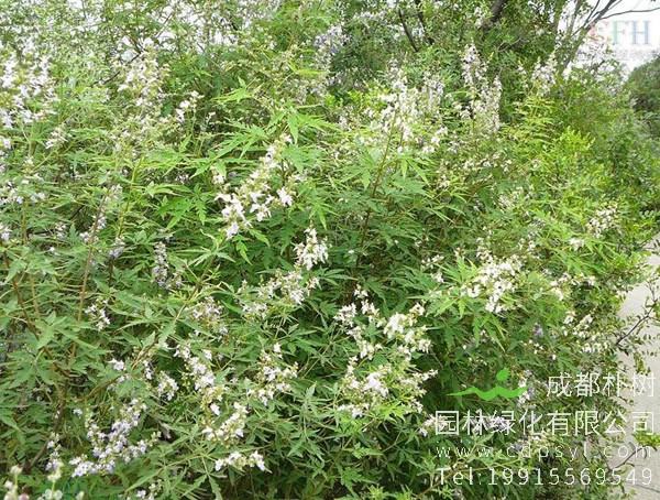 荆条有什么作用？荆条的主要价值有哪些？