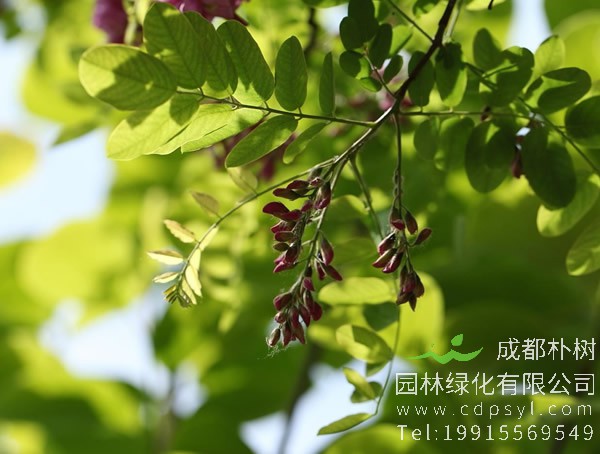 香花槐的黄叶病怎么治？