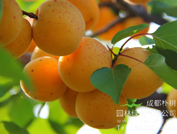 山杏的图片-形态特征-生长习性-分布范围-主要品种以及植物价值