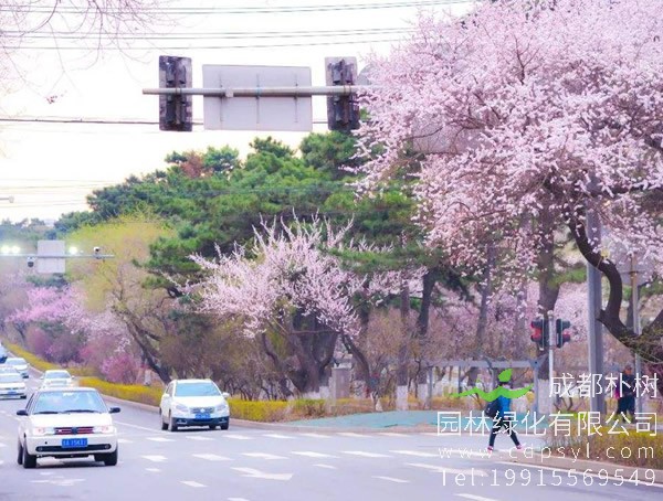 山杏的图片-形态特征-生长习性-分布范围-主要品种以及植物价值