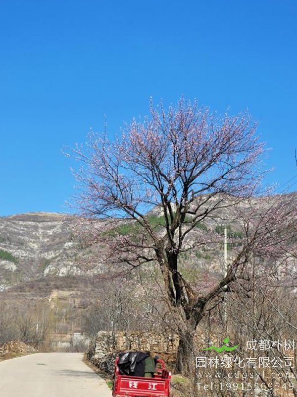 山杏的图片-形态特征-生长习性-分布范围-主要品种以及植物价值