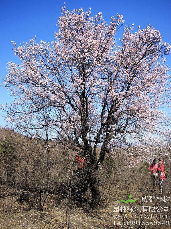 山杏的图片-形态特征-生长习性-分布范围-主要品种以及植物价值