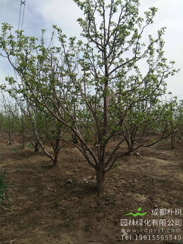 山杏的图片-形态特征-生长习性-分布范围-主要品种以及植物价值