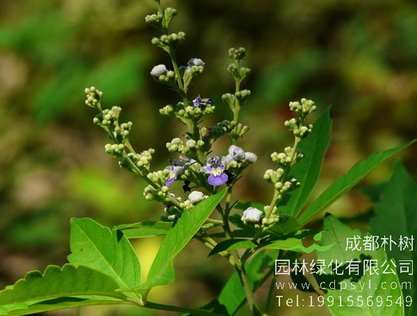 荆条图片-形态特征-生长环境-分布范围以及主要价值