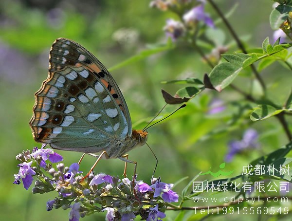 荆条图片-形态特征-生长环境-分布范围以及主要价值