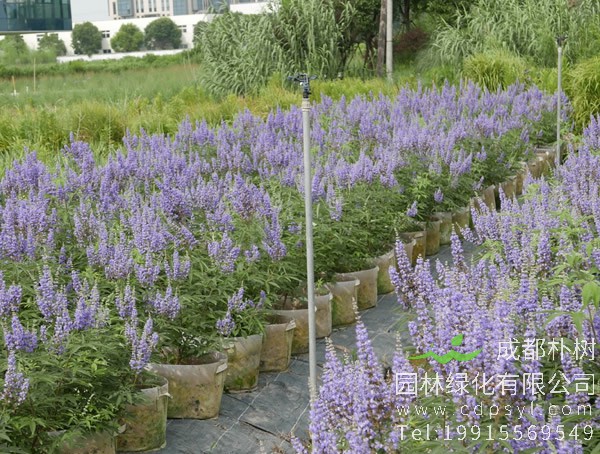 荆条的花和种子有什么功效？