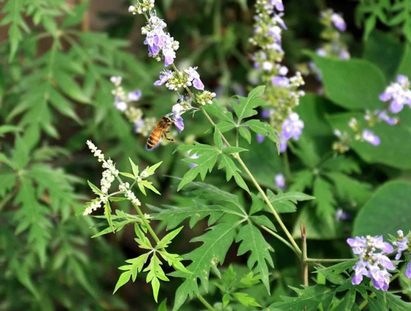 荆条图片-形态特征-生长环境-分布范围以及主要价值