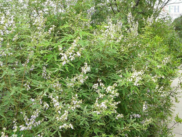 荆条有什么作用？荆条的主要价值有哪些？