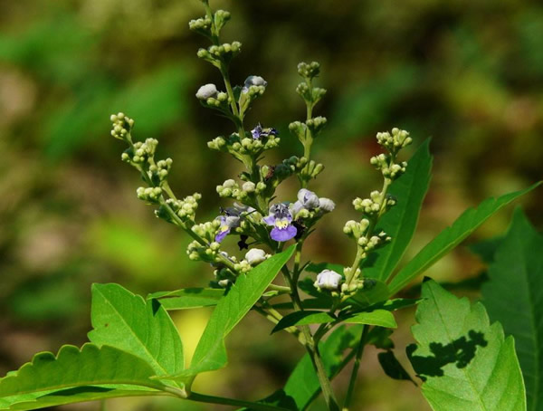 荆条有哪些生长习性？