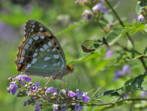 荆条的花和种子有什么功效？