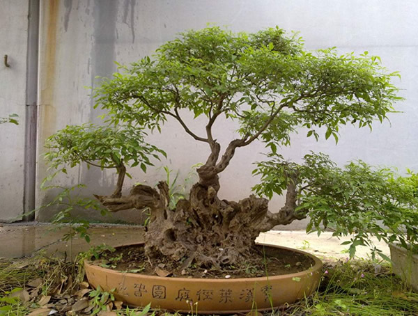 牡荆、黄荆，荆条是同一种植物吗？