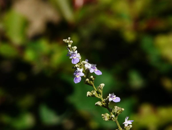 荆条花的分布状况是怎样的？