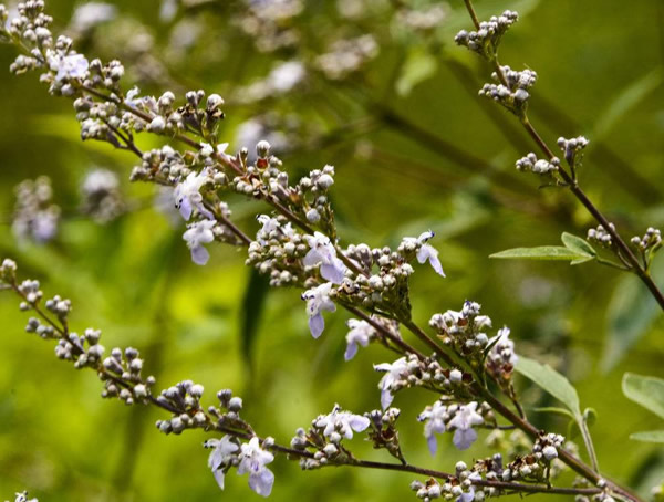 荆条的形态特征有哪些？