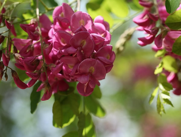 香花槐图片-形态特征-产地生境以及主要价值