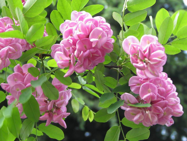 香花槐的花能吃吗？