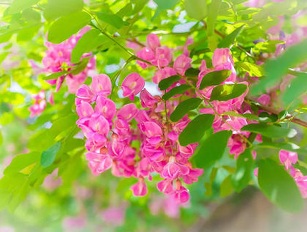 香花槐和红花槐有什么区别？